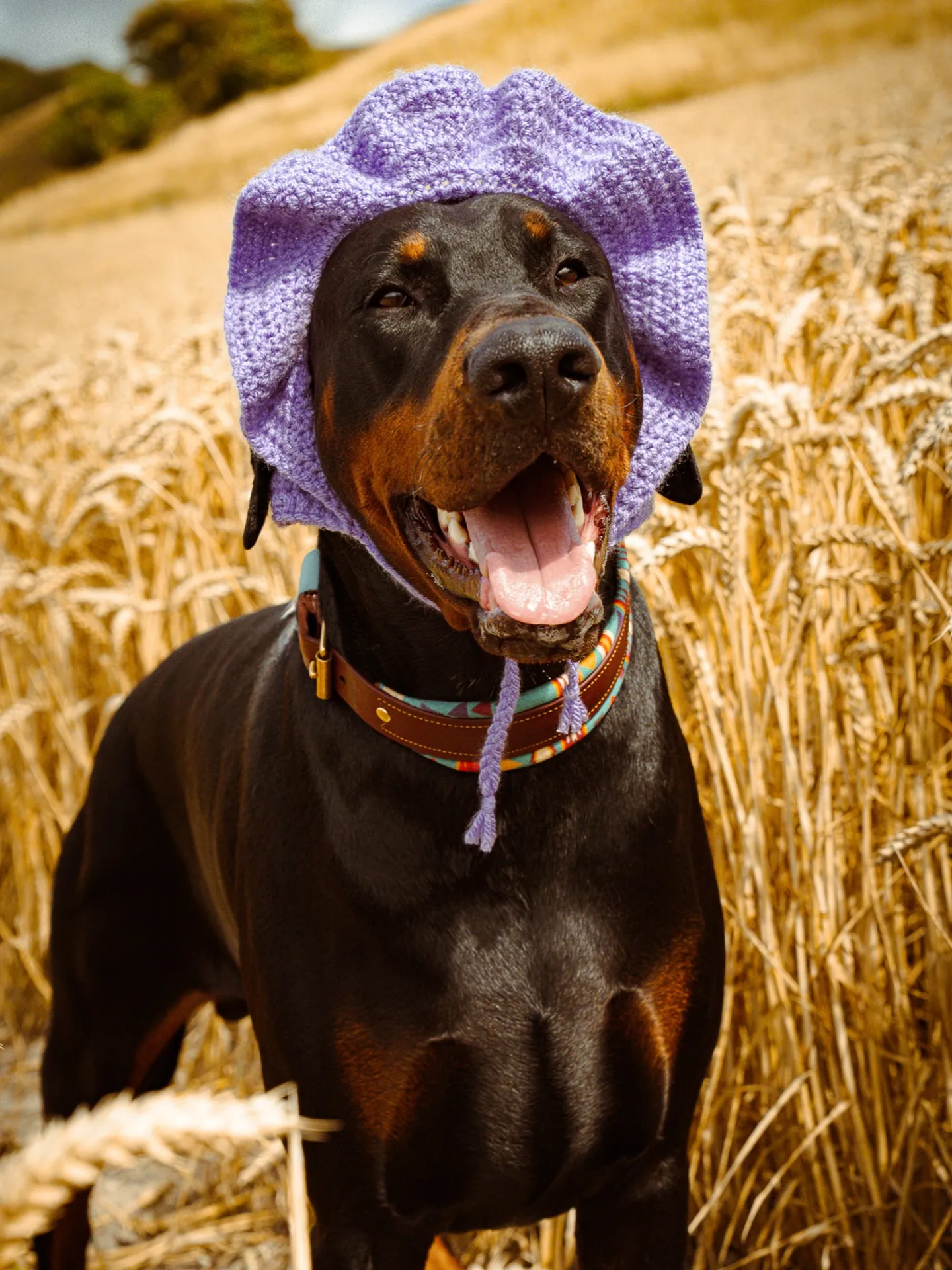 Kiki the dog - Achilles