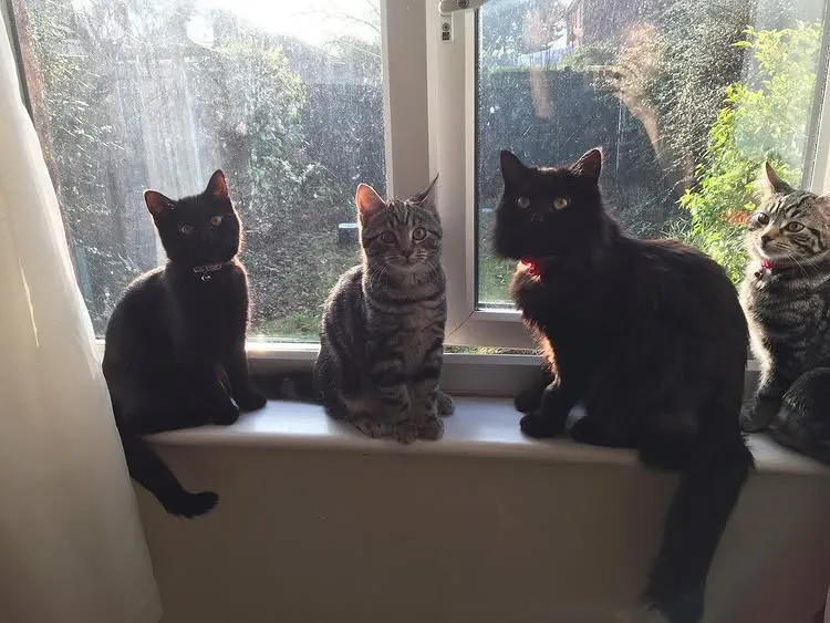 My girls - Lucy, Java, Juno, and Human